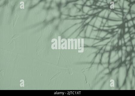 Schatten der Blätter auf graugrünem Beton Wand Textur Hintergrund Stockfoto