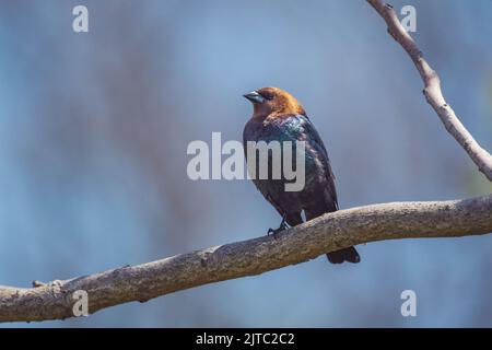 Eine szenische Aufnahme eines niedlichen kleinen braunen Kuhvogels, der auf einem Baumzweig thront Stockfoto