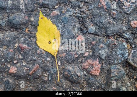 Ein kleines, herbstlich gelbes Blatt mit Augen, die einem menschlichen Kopf ähneln, liegt auf dem Bürgersteig. Das Konzept der Phantasie Stockfoto