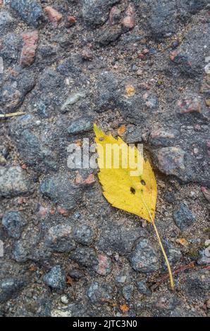 Ein kleines, herbstlich gelbes Blatt mit Augen, die einem menschlichen Kopf ähneln, liegt auf dem Bürgersteig. Das Konzept der Phantasie Stockfoto