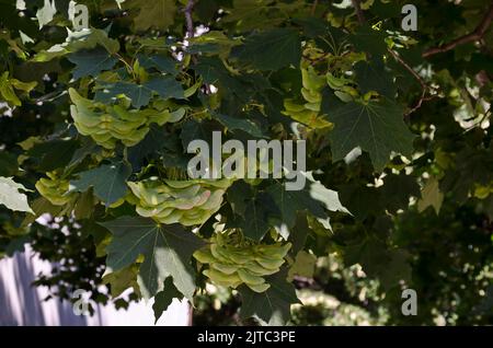 Zweige mit Blättern und die geflügelte Frucht eines Platanen oder acer pseudoplatanus, ein Mitglied der Ahornfamilie, Sofia, Bulgarien Stockfoto