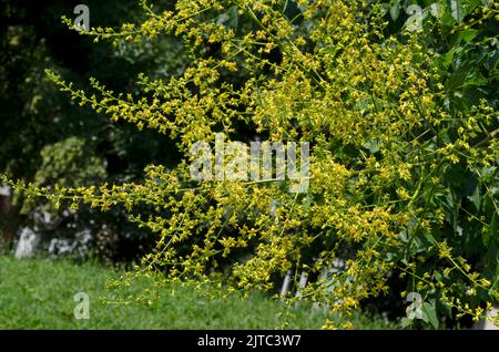 Nahaufnahme Blütenzweig des Baumes des Himmels oder Ailanthus altissima, Sofia, Bulgarien Stockfoto