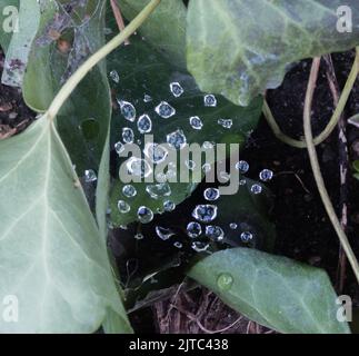 Wassertropfen, die wie Diamanten auf Spinnennetzen schweben Stockfoto