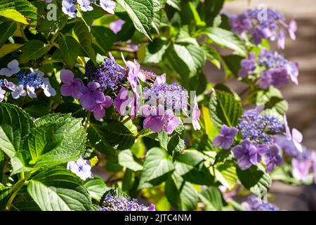 Hortensienblüte (Hortensia macrophylla) in einem Garten. Blühender Strauch aus blauer und lila gefärbter Hortensien aus nächster Nähe. Zierpflanze im Garten. Entfällt Stockfoto