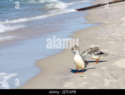 Goosander (Mergus merganser) steht am Sandstrand mit ausgestreckten Flügeln an der Ostseeküste, im Slowinski Nationalpark, an der Ostsee, bei Leba, Po Stockfoto