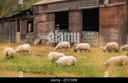 Schafe auf dem lokalen Bauernhof. Eine Gruppe Schafe auf einer Weide steht nebeneinander. Eine kleine Herde Schafe in einem Sommer Wiese-Reise-Foto, keine Menschen, Sel Stockfoto