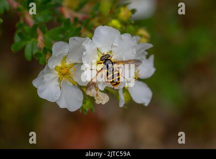 Eine große bunte Hoverfly Sericomyia silentis landet auf einer Gruppe von Blütenköpfen auf der Suche nach Nahrung in einem Nord-Norfolk-Garten in Großbritannien Stockfoto