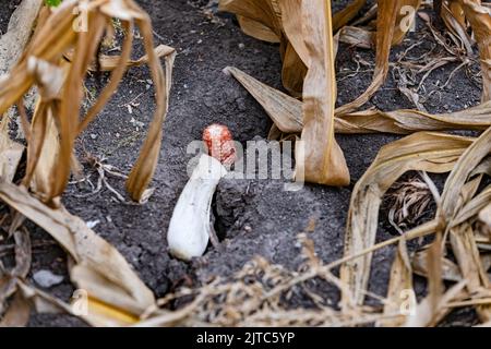 Verdorrter Mais auf dem trockenen Boden nach Hitzewelle in einem Maisfeld, Deutschland Stockfoto
