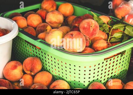 Frische Pfirsiche in Körben auf der Rückseite eines Autos. Stockfoto