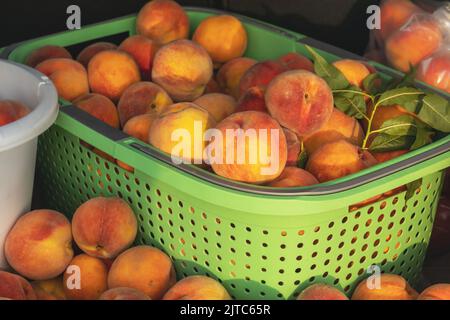 Frische Pfirsiche in Körben auf der Rückseite eines Autos. Stockfoto