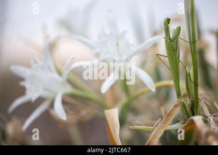 Mantis religiosa auf pancratium maritimum. Stockfoto