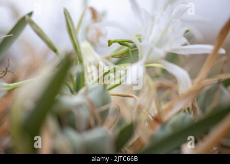 Mantis religiosa auf pancratium maritimum. Stockfoto