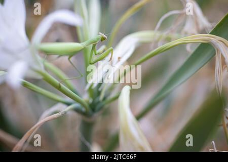 Mantis religiosa auf pancratium maritimum. Stockfoto