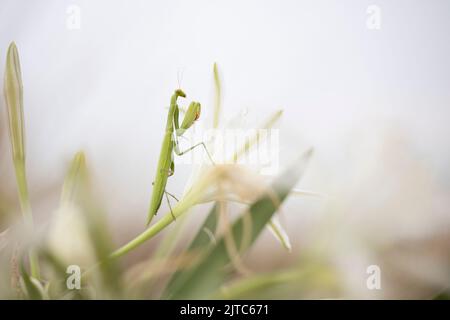 Mantis religiosa auf pancratium maritimum. Stockfoto