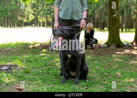 Cane Corso, auf einem Spaziergang mit dem Besitzer, im Wald. Hochwertige Fotos Stockfoto