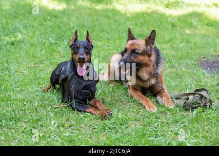 Dobermann und Deutscher Schäferhund, auf dem Gras im Wald. Hochwertige Fotos Stockfoto