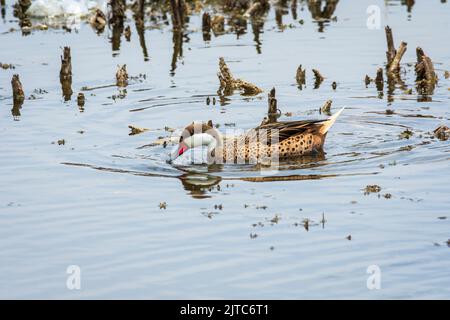 Anas bahamensis (Weißwangenschwanz) schwimmt und füttert in Pantanos de Villa, Lima, Peru. Stockfoto