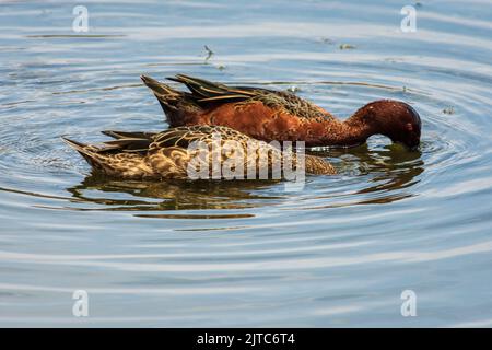 Anas cyanoptera (Zimtbärchen, Pato colorado) schwimmen und füttern in Pantanos de Villa, Lima, Peru. Stockfoto