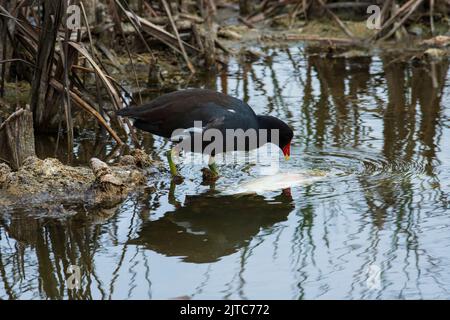 Gallinule, Moorhen, Gallareta de Pico Rojo, Fütterung in Pantanos de Villa, Lima, Perú. Stockfoto