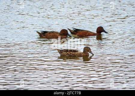 Anas cyanoptera (Zimtbärchen, Pato colorado) schwimmen und füttern in Pantanos de Villa, Lima, Peru. Stockfoto