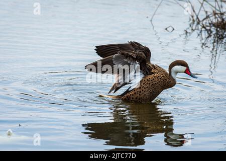 Anas bahamensis (Weißwangenschwanz) schwimmt in Pantanos de Villa, Lima, Perú. Stockfoto