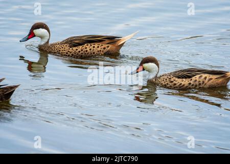 Anas bahamensis (Weißwangenschwanz) Paar schwimmt und füttert in Pantanos de Villa, Lima, Peru. Stockfoto