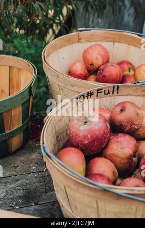 Holzkörbe voll von handgepflückten Äpfeln auf dem Bauernhof Stockfoto