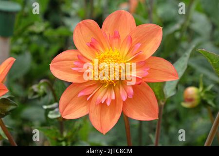 Dahlia 'Kelsey Annie Joy' in Blüte. Stockfoto