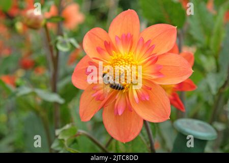 Eine Honigbiene sitzt auf Dahlia 'Kelsey Annie JoyÕ. Stockfoto