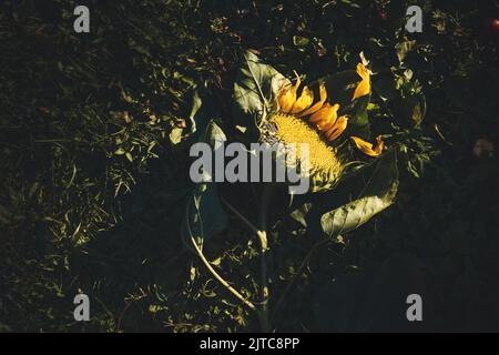 Eine reife Sonnenblume liegt auf dem grünen Gras, die Blütenblätter sind abgefallen, in einem sonnigen Sonnenstrahl. Dunkelgrüner natürlicher Hintergrund, Erntekonzept. Ländliches li Stockfoto