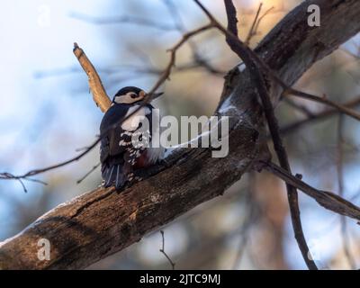 Schöner Waldspecht Dendrocopos medius auf einem Baum auf der Suche nach Nahrung. Stockfoto