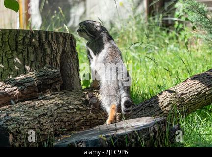 Mul eine kleine Wildkatze mit einer breiten, aber fragmentierten Verbreitung in den Wiesen und Bergsteppen Zentralasiens. Stockfoto