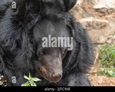Himalayan bear oder Ussuri schwarzer Bär Ursus thibetanus. Stockfoto