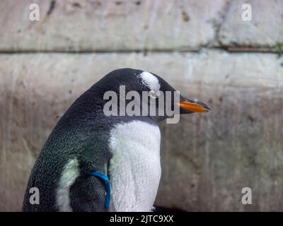 Eine schöne Pinguin steht seitlich in die Sonne, Portrait. Stockfoto