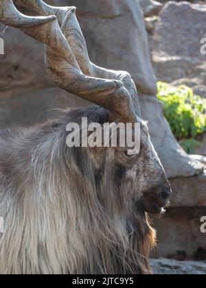 Schöne Bergziege mit Stirnrad-, langen Hörner auf dem Hintergrund der Felsen. Stockfoto