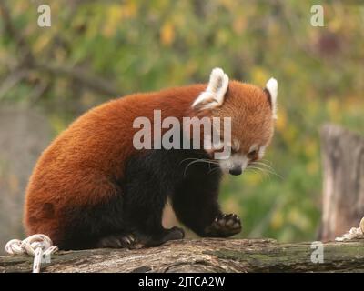 Panda, Firefox oder weniger Panda Ailurus fulgens auf dem Baum. Stockfoto