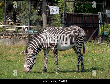 Afrikanische schönen zebra Essen frische grüne Gras. Stockfoto
