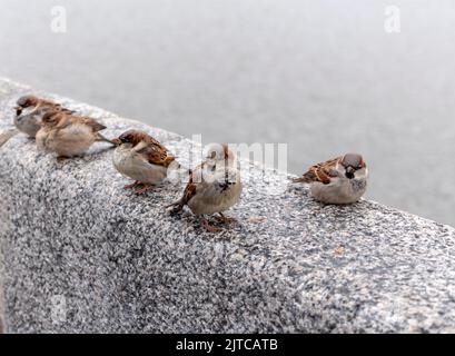 Kleine Vögel Spatzen sitzen auf dem Betonstein. Stockfoto