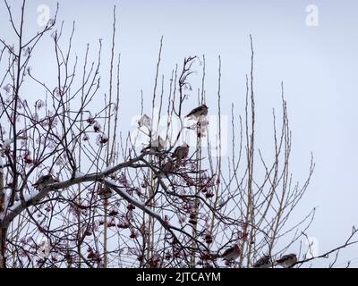 Wachsflügelige Vogelschar, die im Winter auf einem Ast einer Bergasche sitzt. Stockfoto