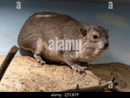Der Felshyrax Procavia capensis, auch Dassie, Cape hyrax, Steinkaninchen genannt. Stockfoto