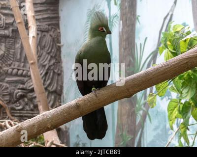 Guinea turaco (Tauraco persa) aus der Nähe, auch bekannt als der grüne turaco oder grüne lourie in einem Baum thront. Stockfoto