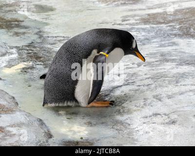 Eine schöne Pinguin steht seitlich in die Sonne, Portrait. Stockfoto