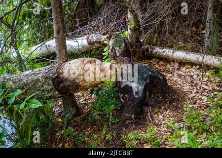 Baum, der von einem Biber am Seeufer in der Nähe von Vingåkers kommun, Schweden, gefällt wurde Stockfoto