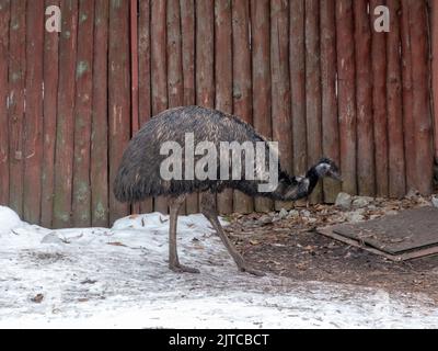 Emu Dromaius ist der zweitgrößte lebende Vogel. Stockfoto