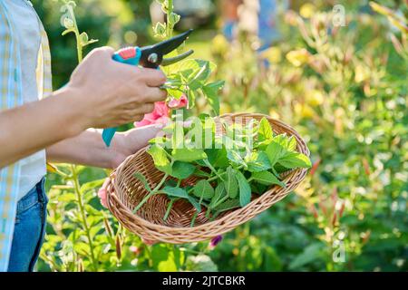 Ernte von Minzblättern, Frauenhänden mit Beschneiter und Weidenplatte im Garten Stockfoto