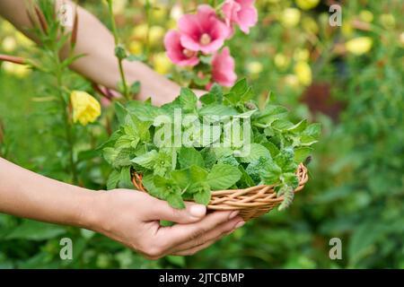 Ernte von Minzblättern, Frauenhänden mit Beschneiter und Weidenplatte im Garten Stockfoto