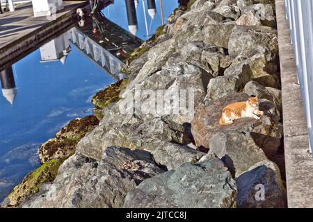 Obdachlose, verlassene, vernachlässigte Katze 'Felis catus' (Hauskatze), die sich nach dem Füttern zwischen Verstärkungsfelsen ausruht, Fischerbootsanlegestellen/Hafen. Stockfoto