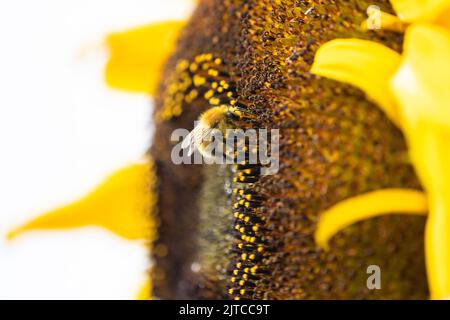 Carder Biene sammelt Pollen von riesigen Sonnenblumen - uk Stockfoto