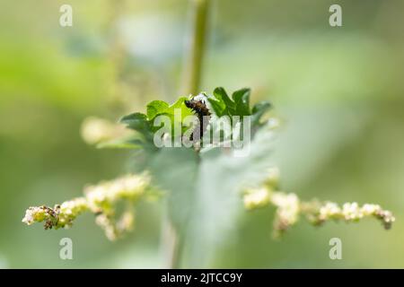 Pfauenschmetterling Raupe (Aglais io) auf Brennnesseln - Großbritannien Stockfoto