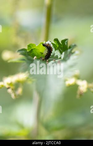 Pfauenschmetterling Raupe (Aglais io) auf Brennnesseln - Großbritannien Stockfoto